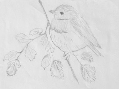The Robin